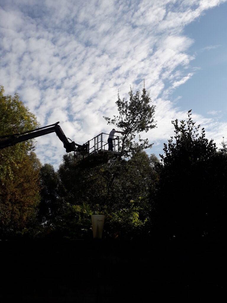 Professioneel boom snoeien met hoogwerker door tuinspecialist tussen groene bomen onder bewolkte hemel