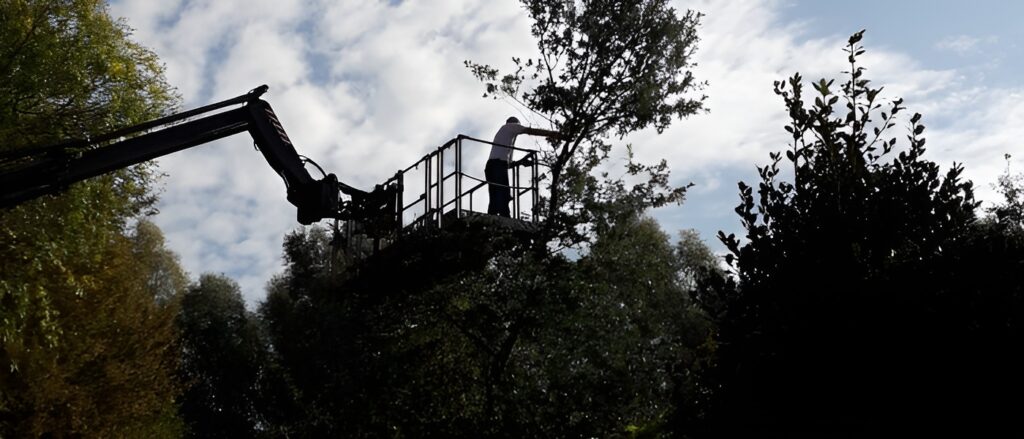 Professioneel bomen snoeien met hoogwerker door tuinspecialist tussen groene bomen en struiken